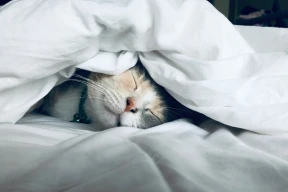 Мур-мур-люкс по-бельгийски или особенности кошачьей передержки